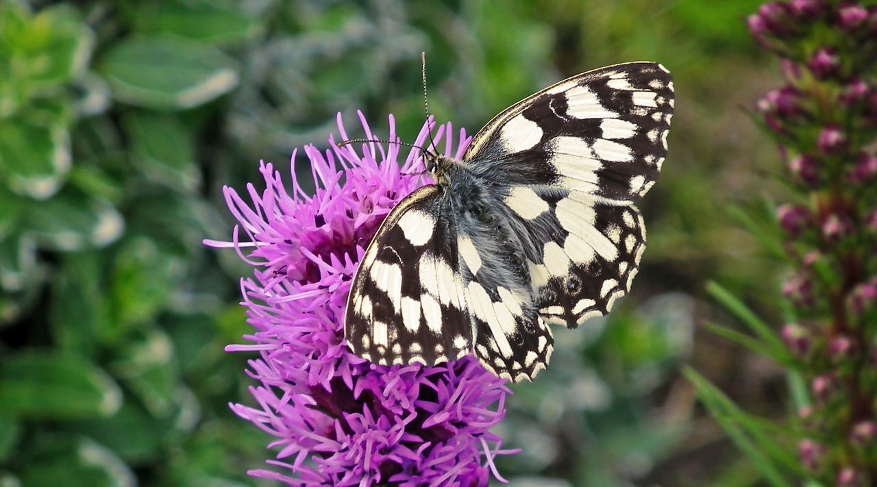 butterfly  insect  flower free photo