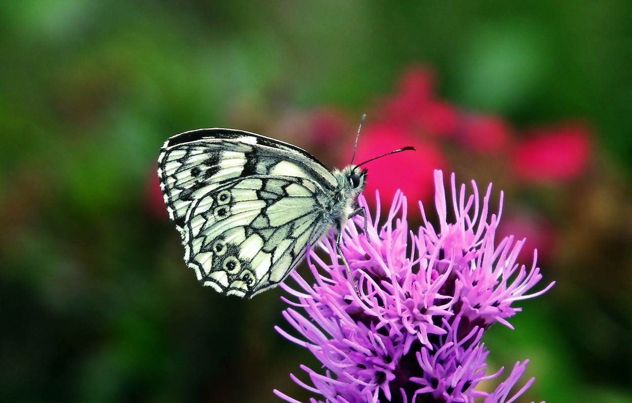 butterfly  insect  flowers free photo