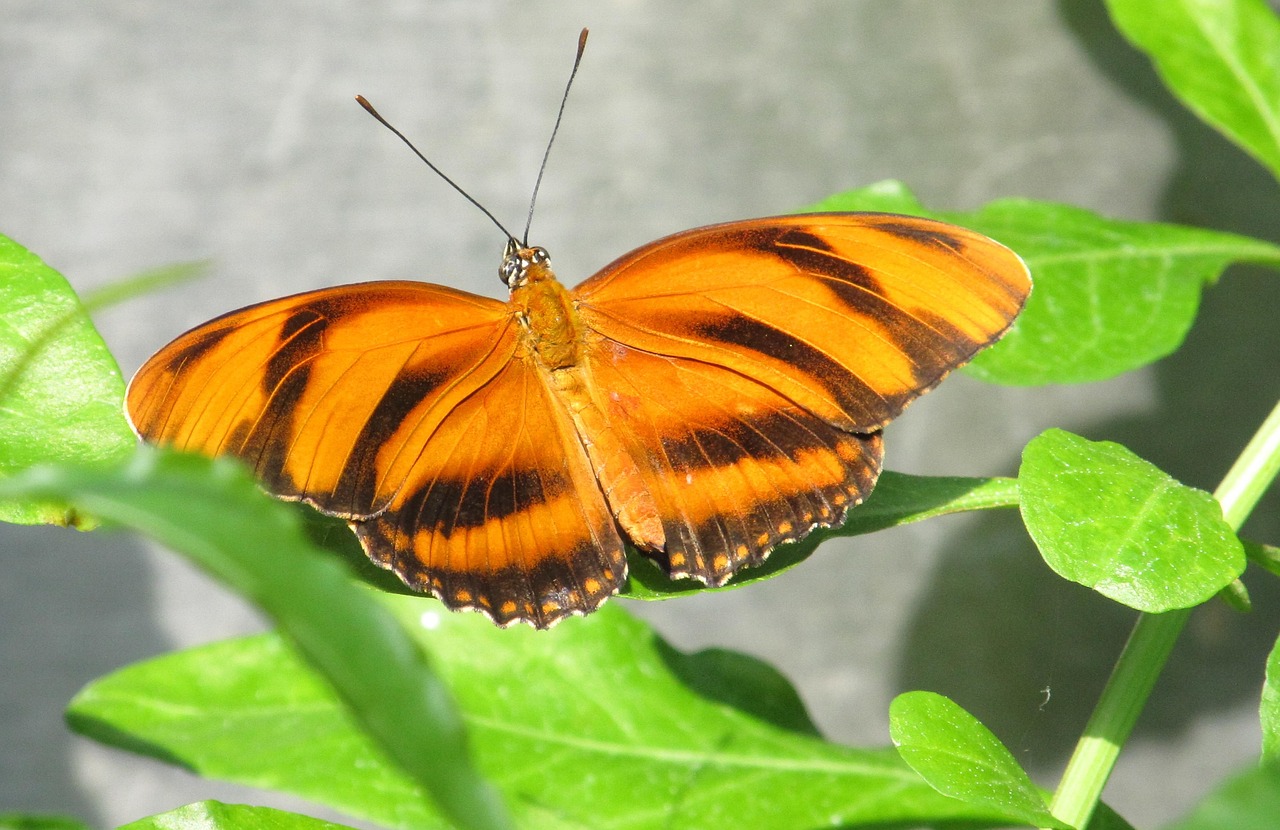 butterfly  colorful  macro free photo