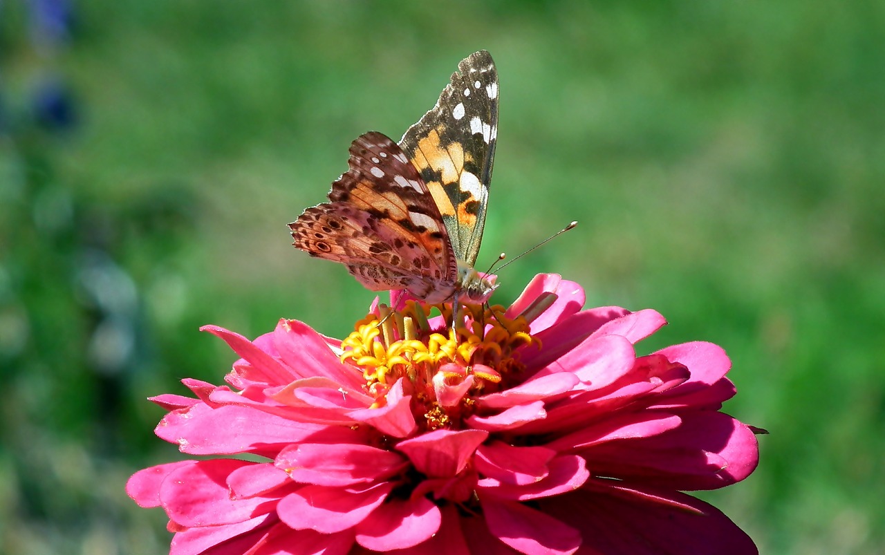 butterfly  insect  flower free photo