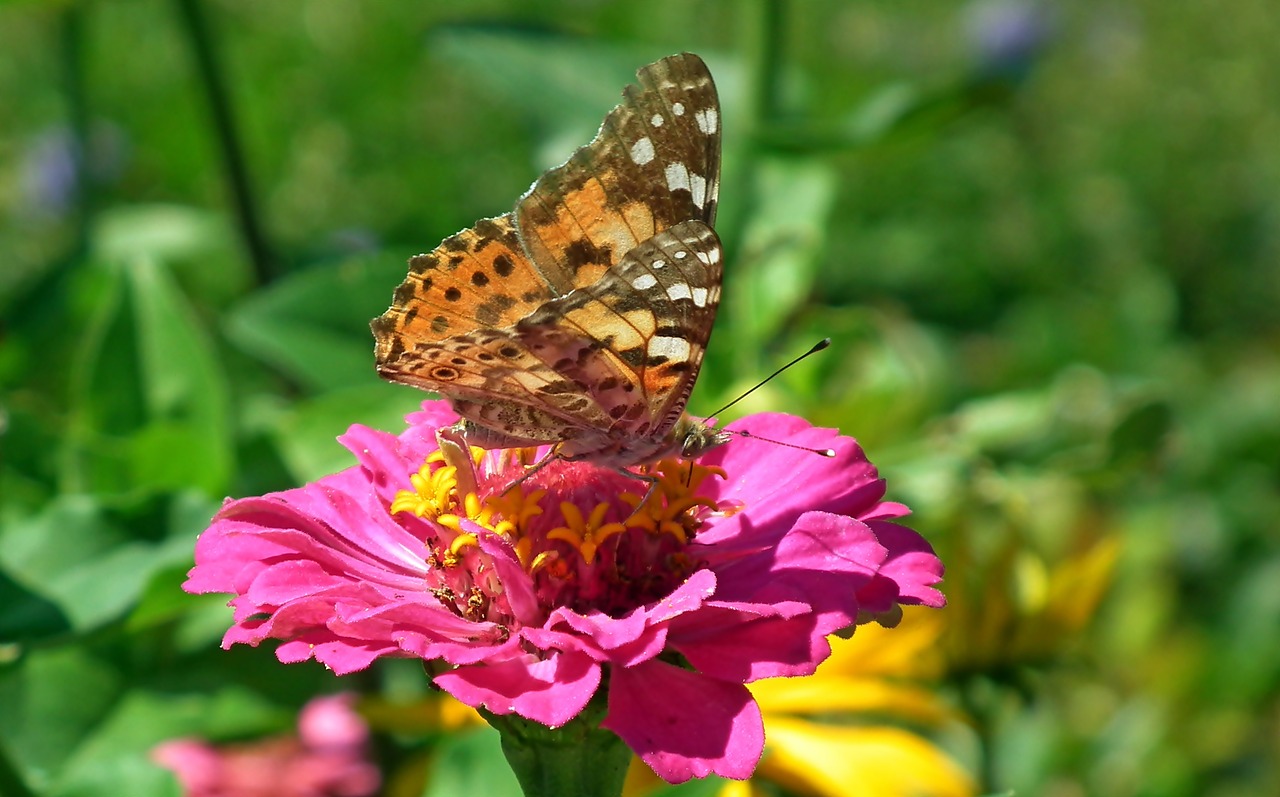 butterfly  insect  nature free photo