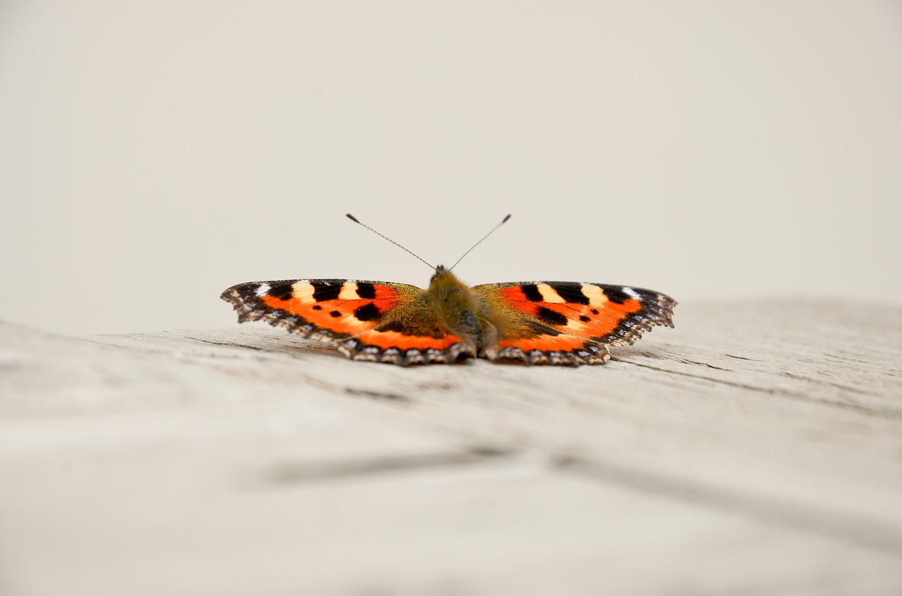 butterfly orange nature free photo