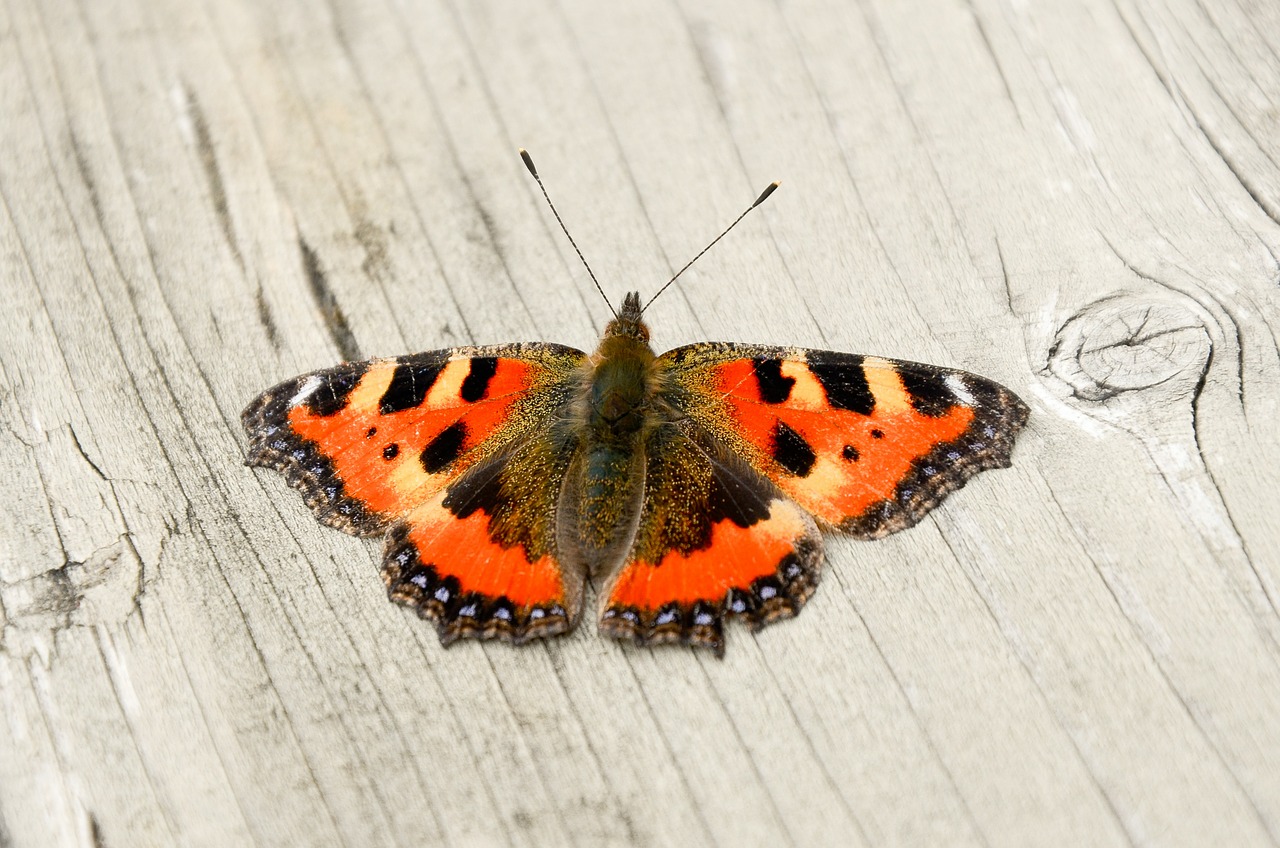 butterfly orange nature free photo