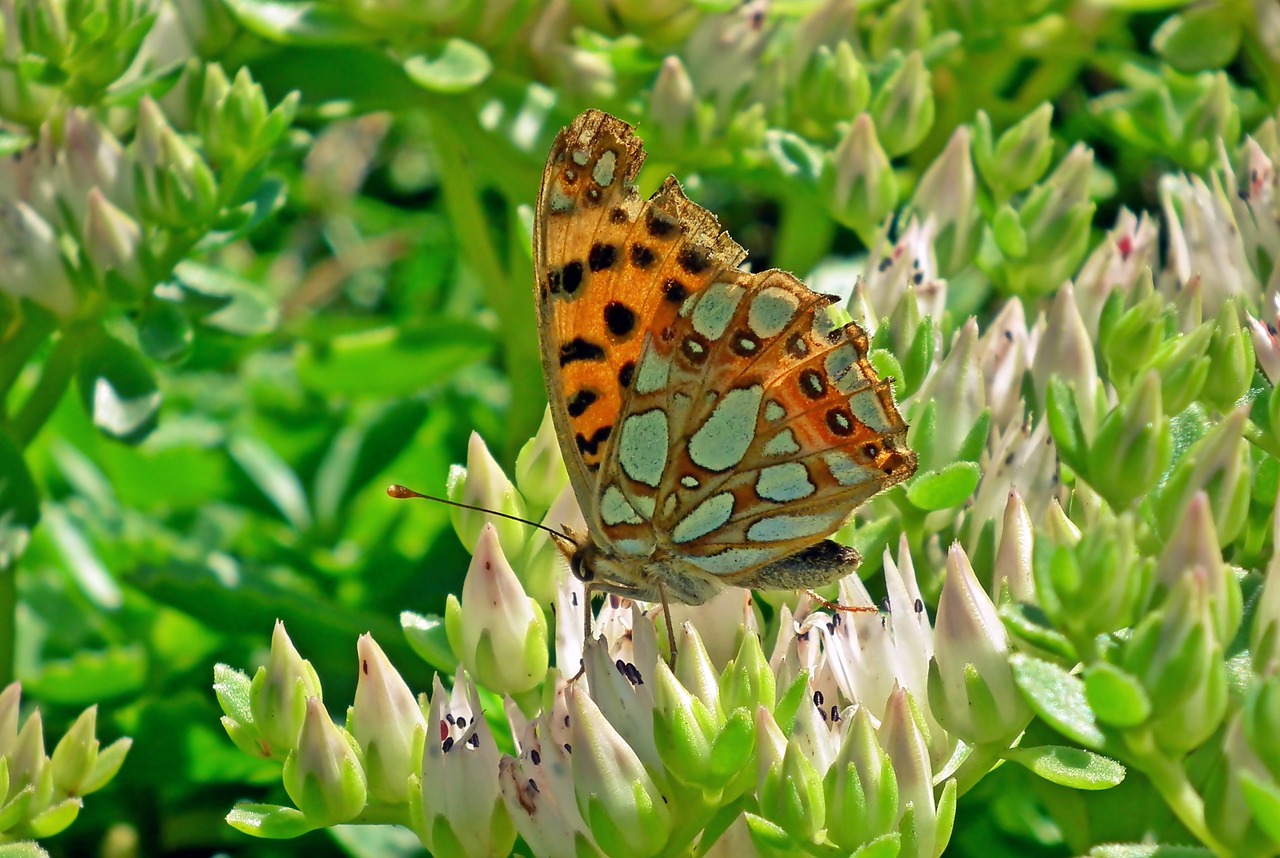 butterfly  insect  flower free photo