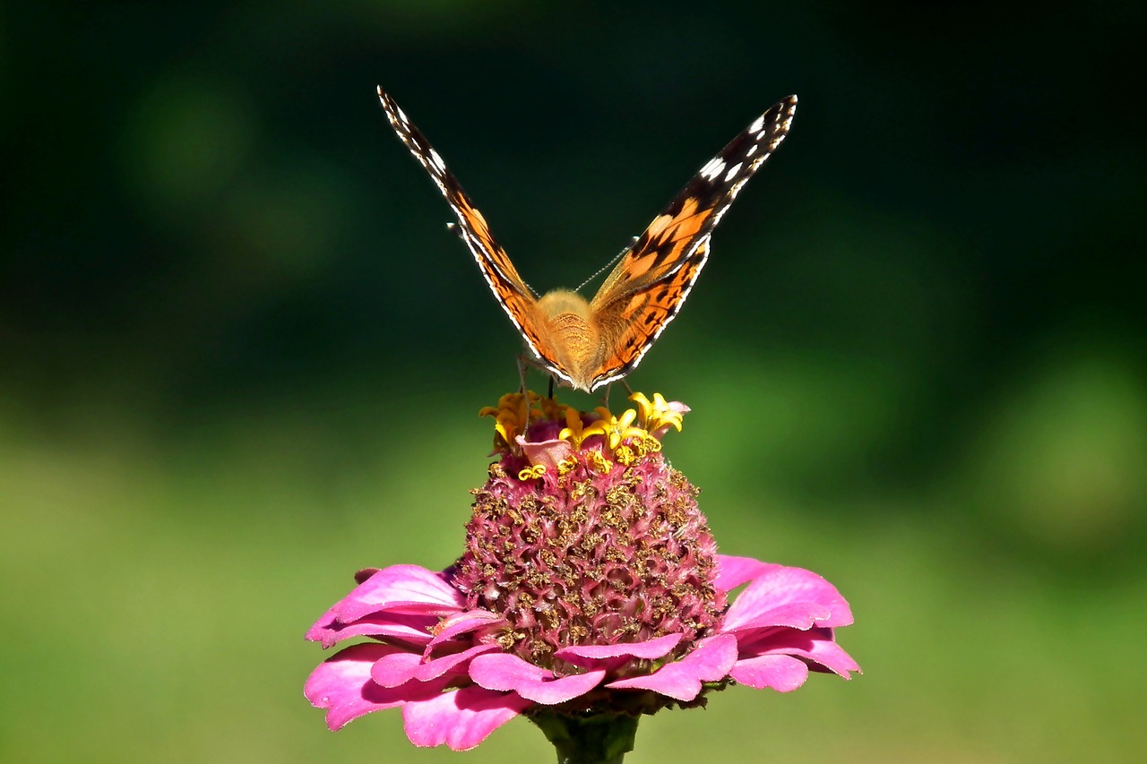 butterfly  insect  flower free photo