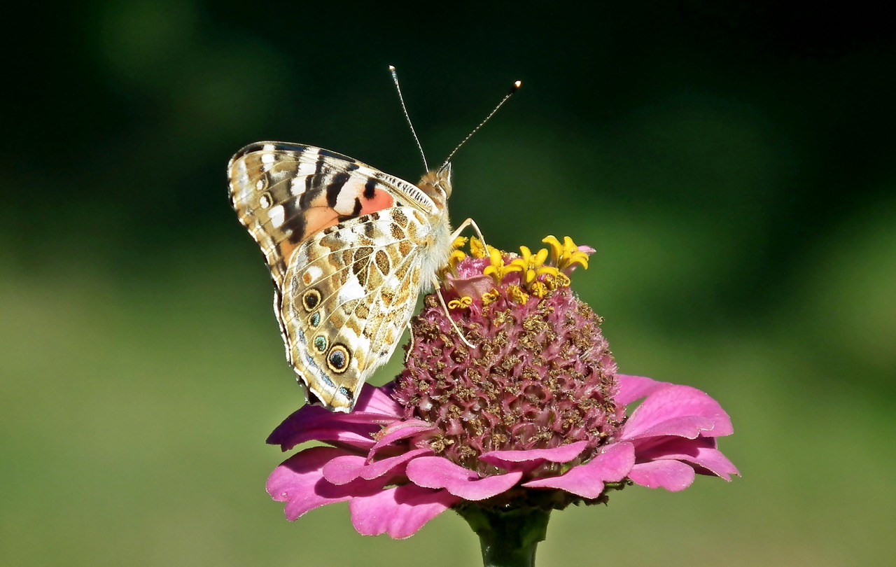 butterfly  insect  flower free photo