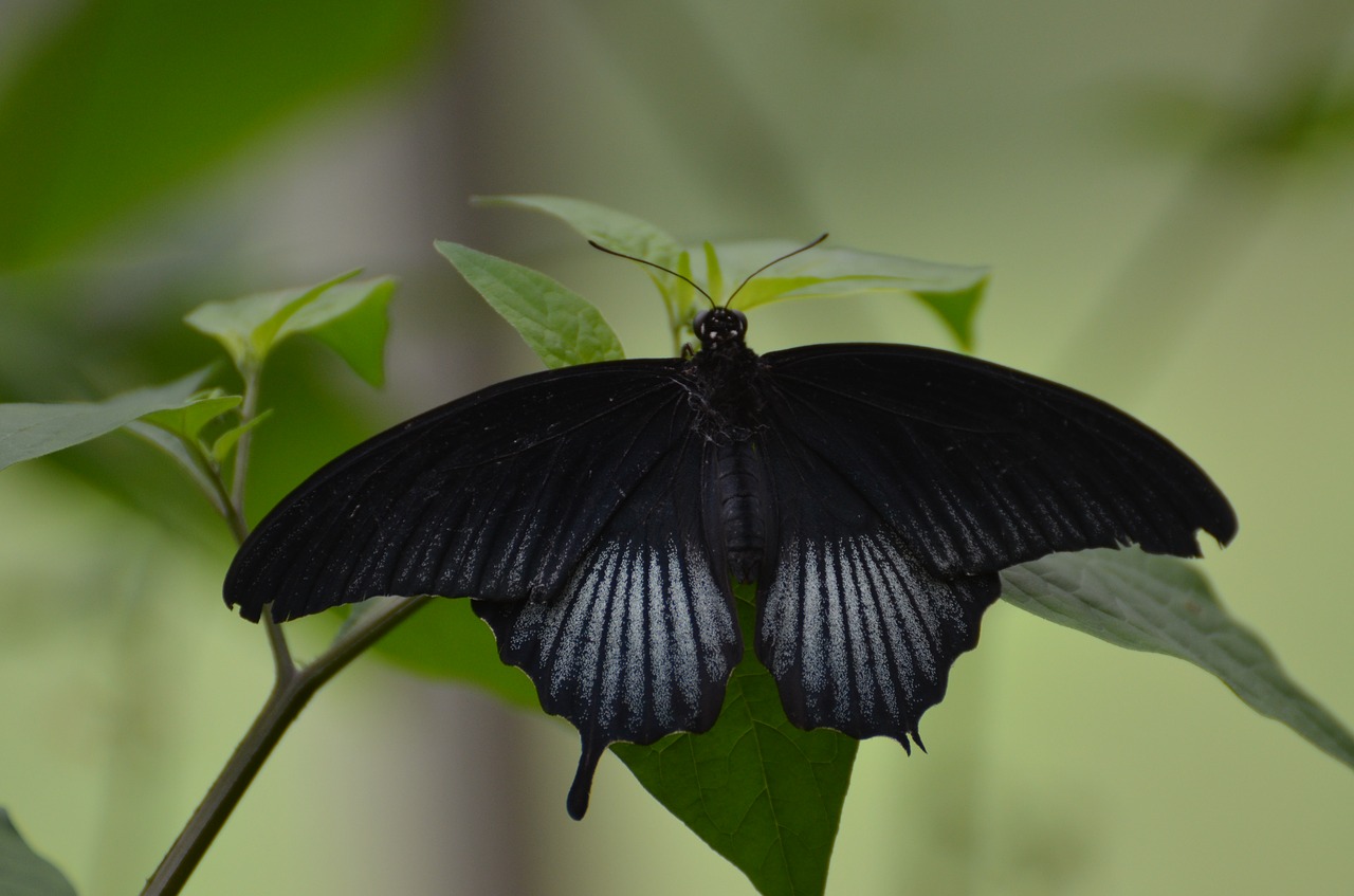 butterfly  nature  black free photo