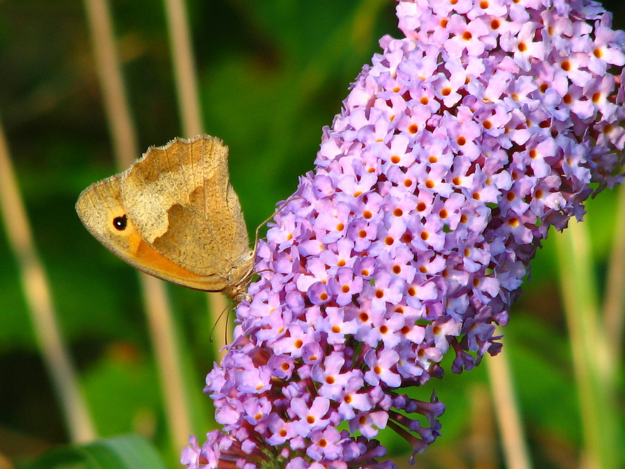 butterfly lilac flower free photo