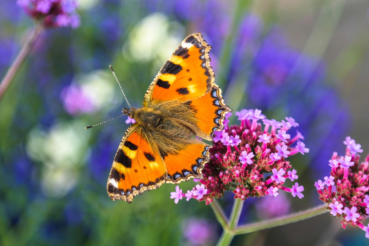 butterfly  insect  animal free photo