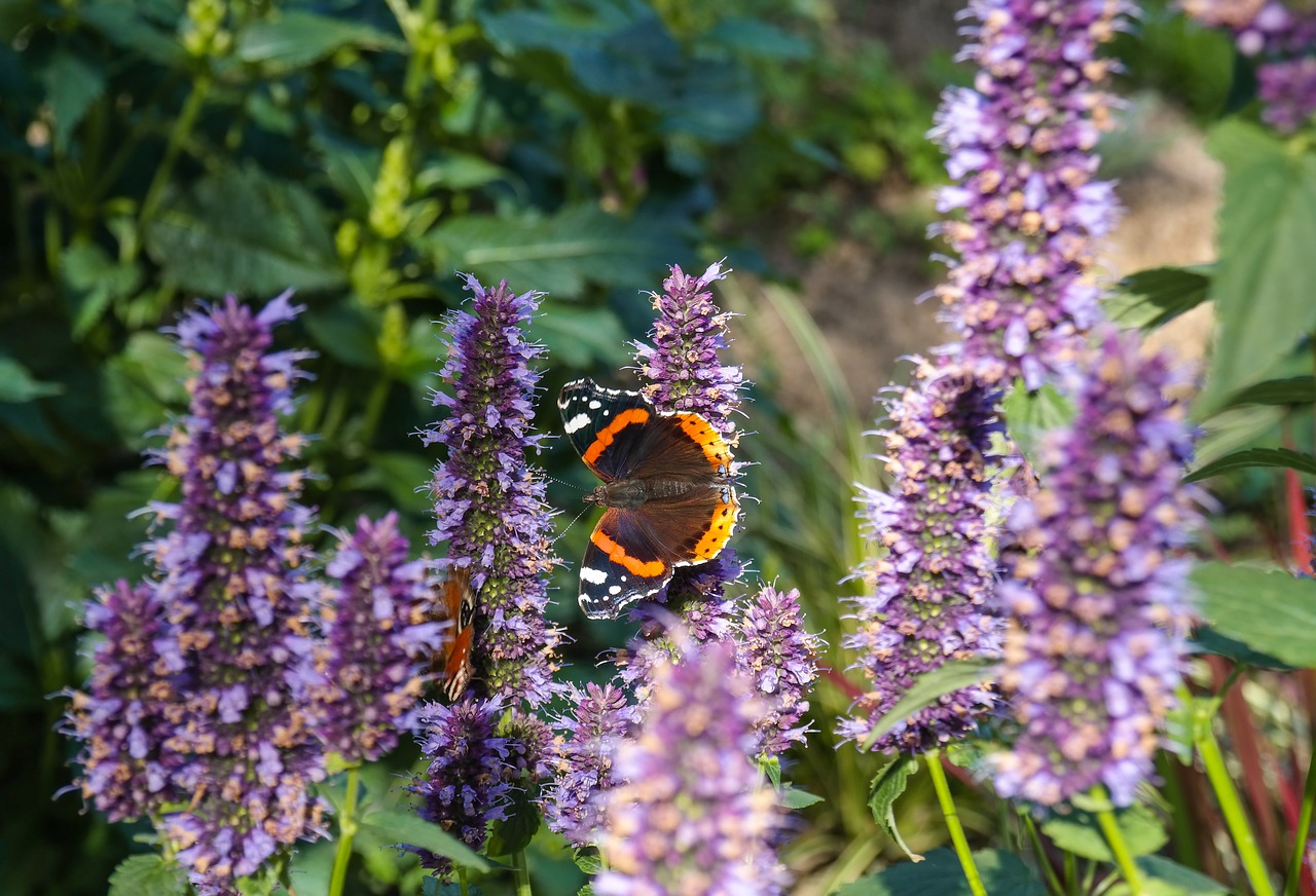 butterfly  insect  sage free photo