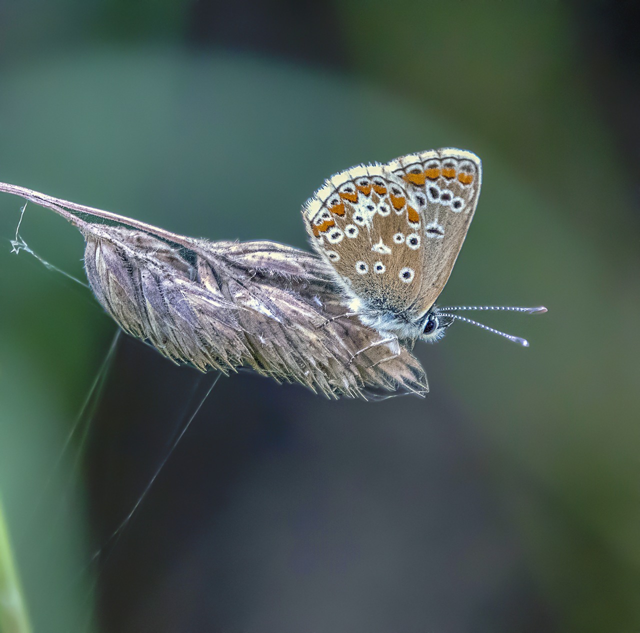butterfly  brown-argus  nature free photo