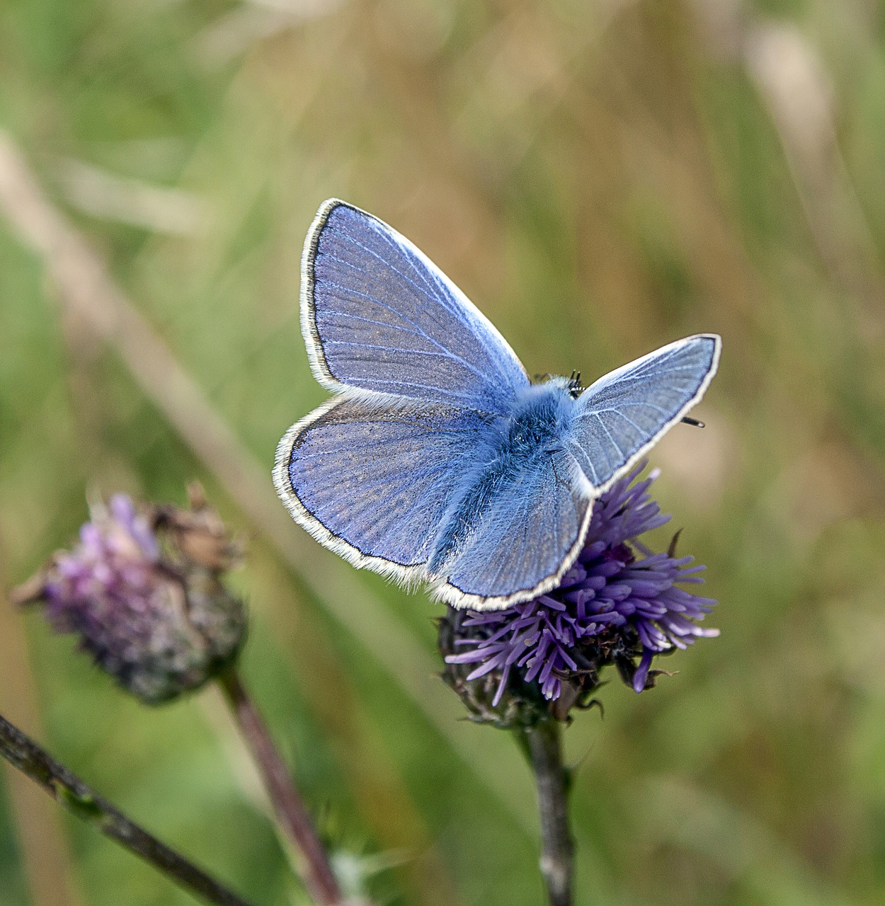 butterfly  common-blue  insect free photo