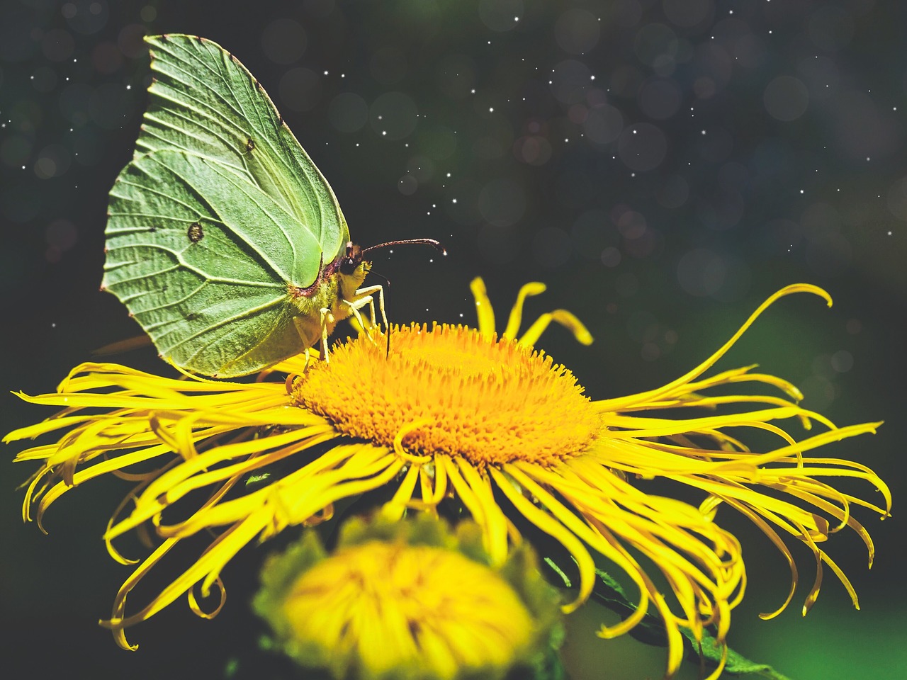 butterfly  nature  insect free photo