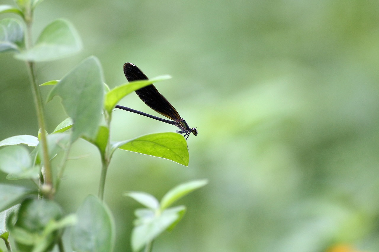 butterfly  belize  leaves free photo