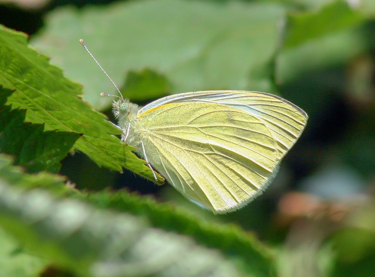 butterfly  large white  wings free photo