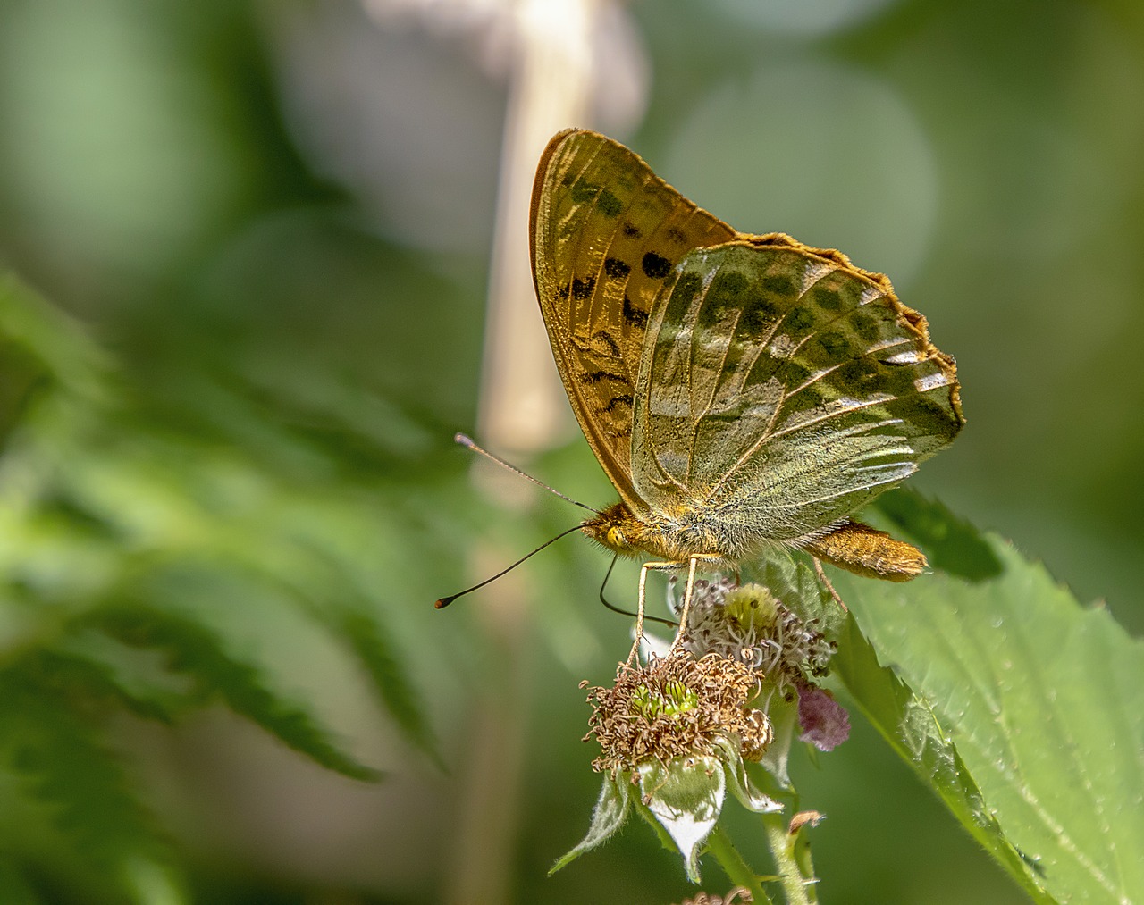 butterfly  silver washed fritillary  wings free photo