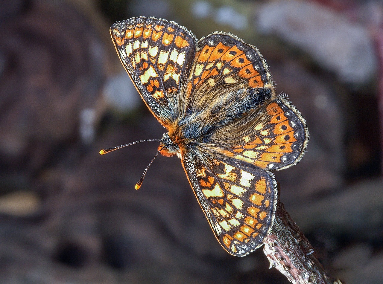 butterfly  marsh fritillary  wings free photo