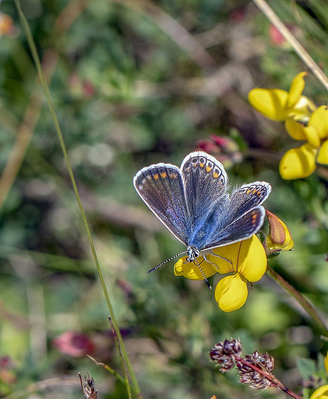 butterfly  common blue  insect free photo