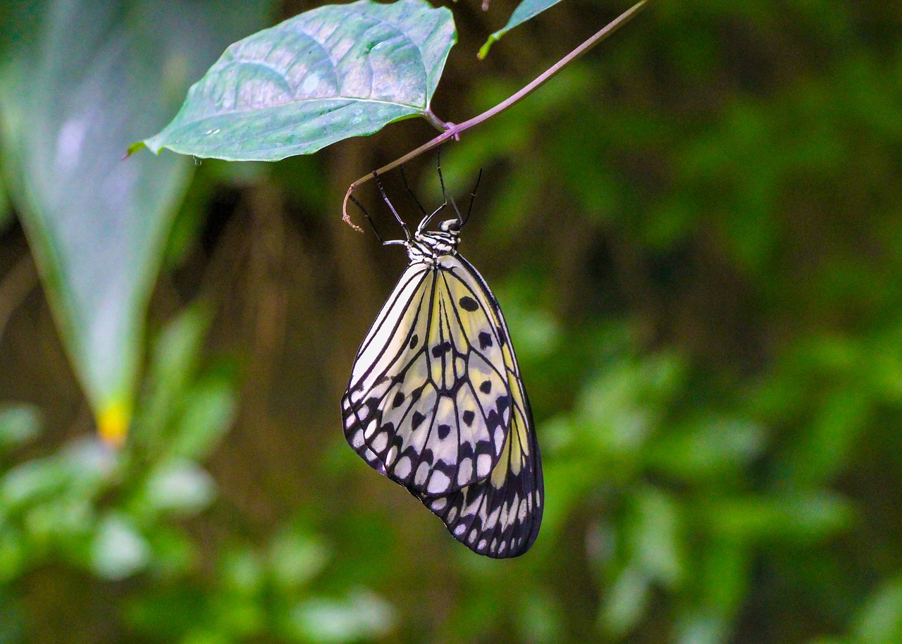 butterfly  nature  insect free photo