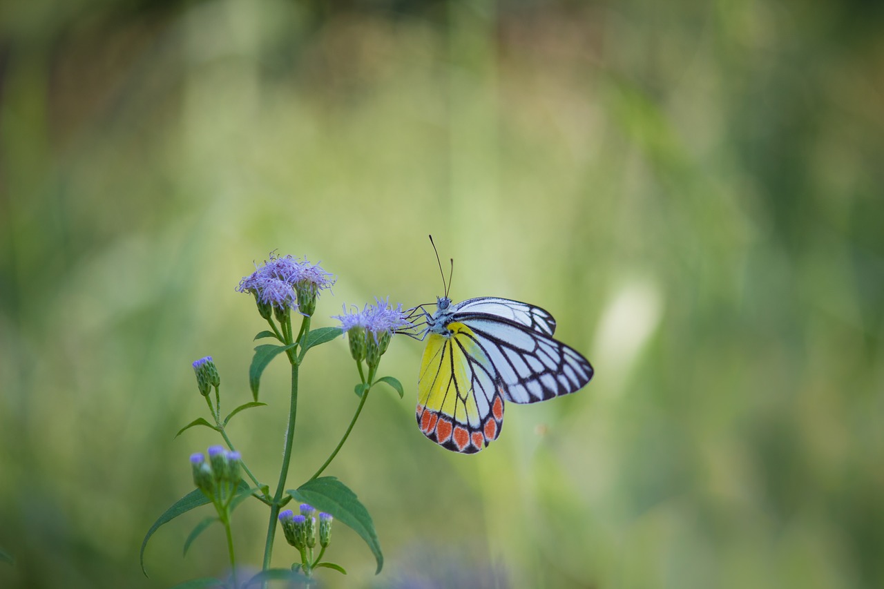 butterfly  common jezebel butterfly  nature free photo