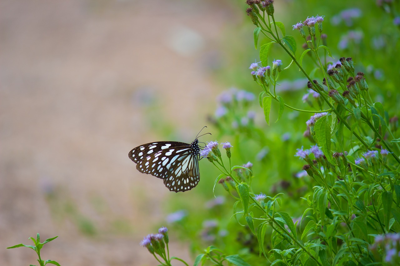 butterfly  blue spotted butterfly  nature free photo