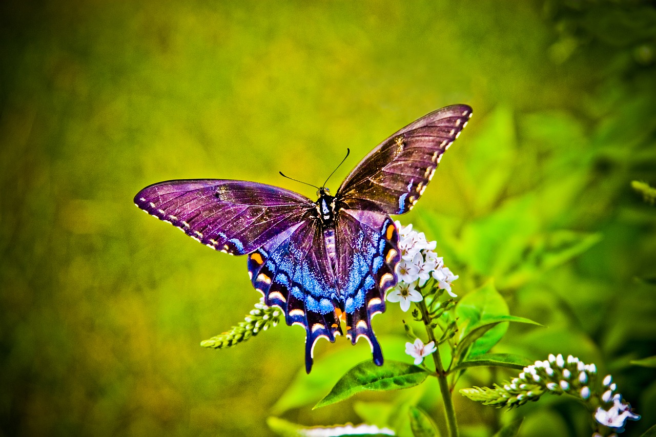 butterfly  colors  nature free photo