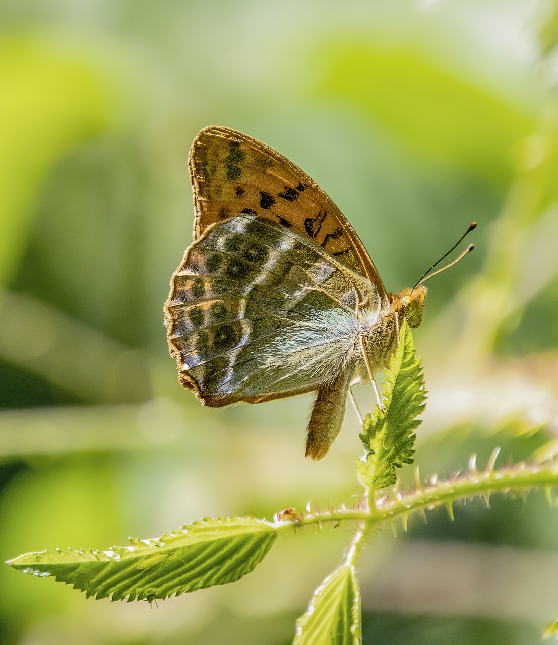 butterfly  silver-washed-fritillary  wings free photo