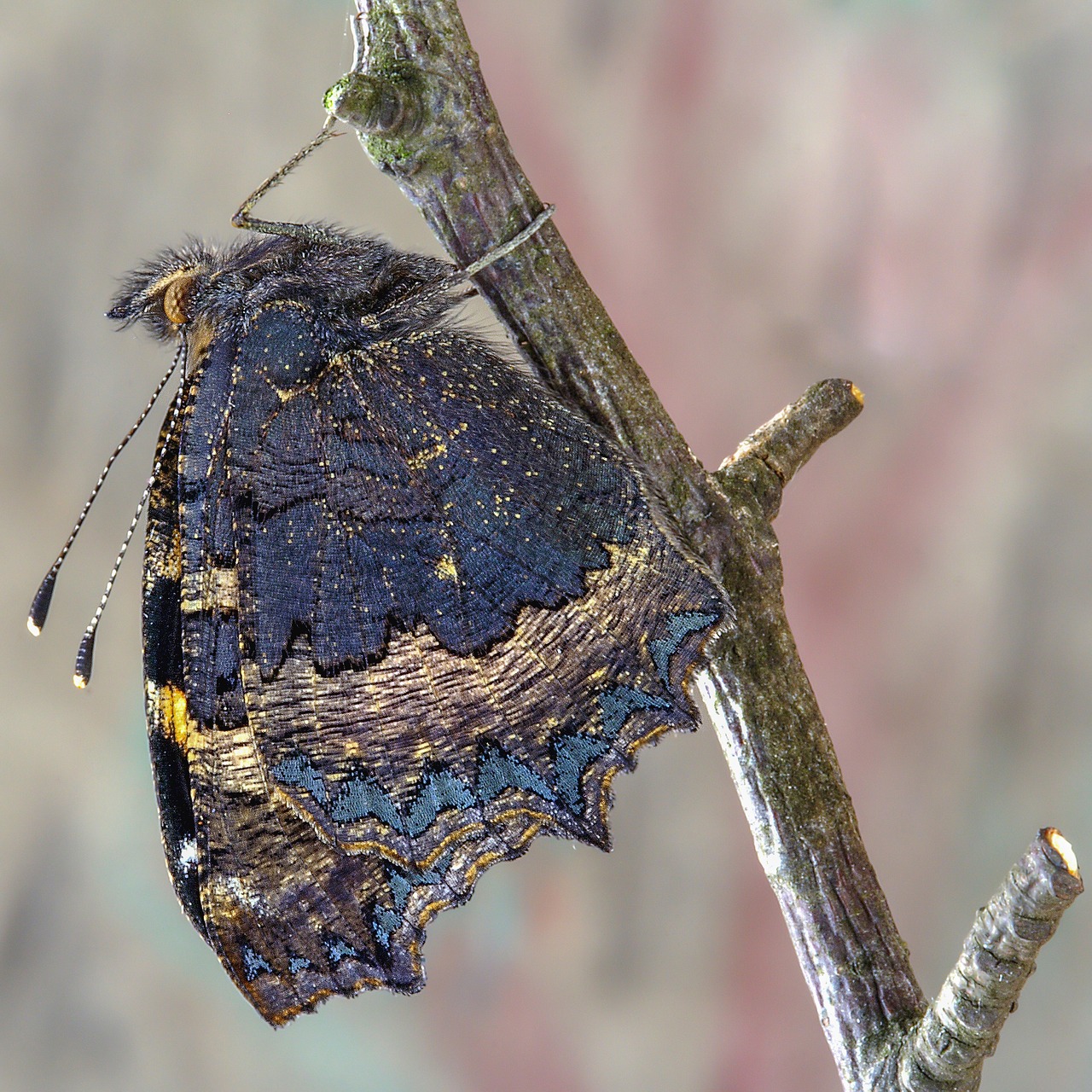 butterfly  small-tortoiseshell  insect free photo