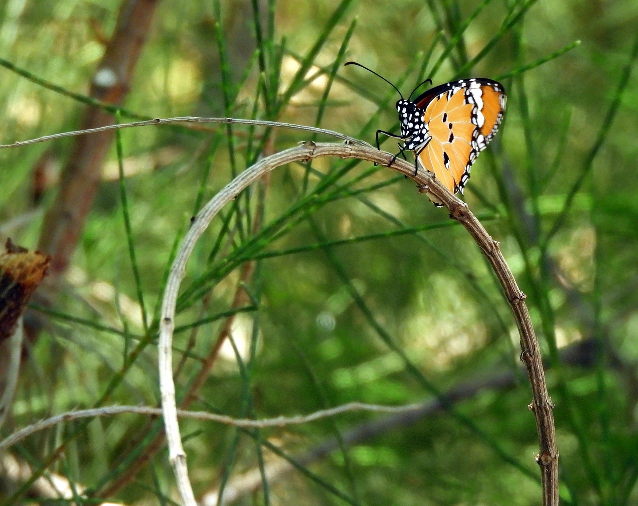 butterfly  insect  wings free photo