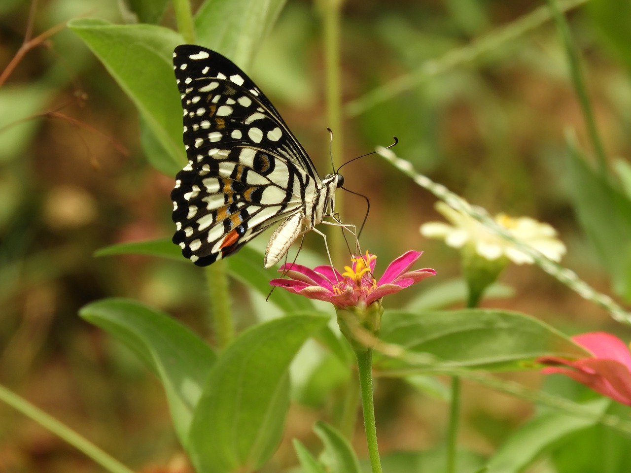 butterfly  insect  black free photo