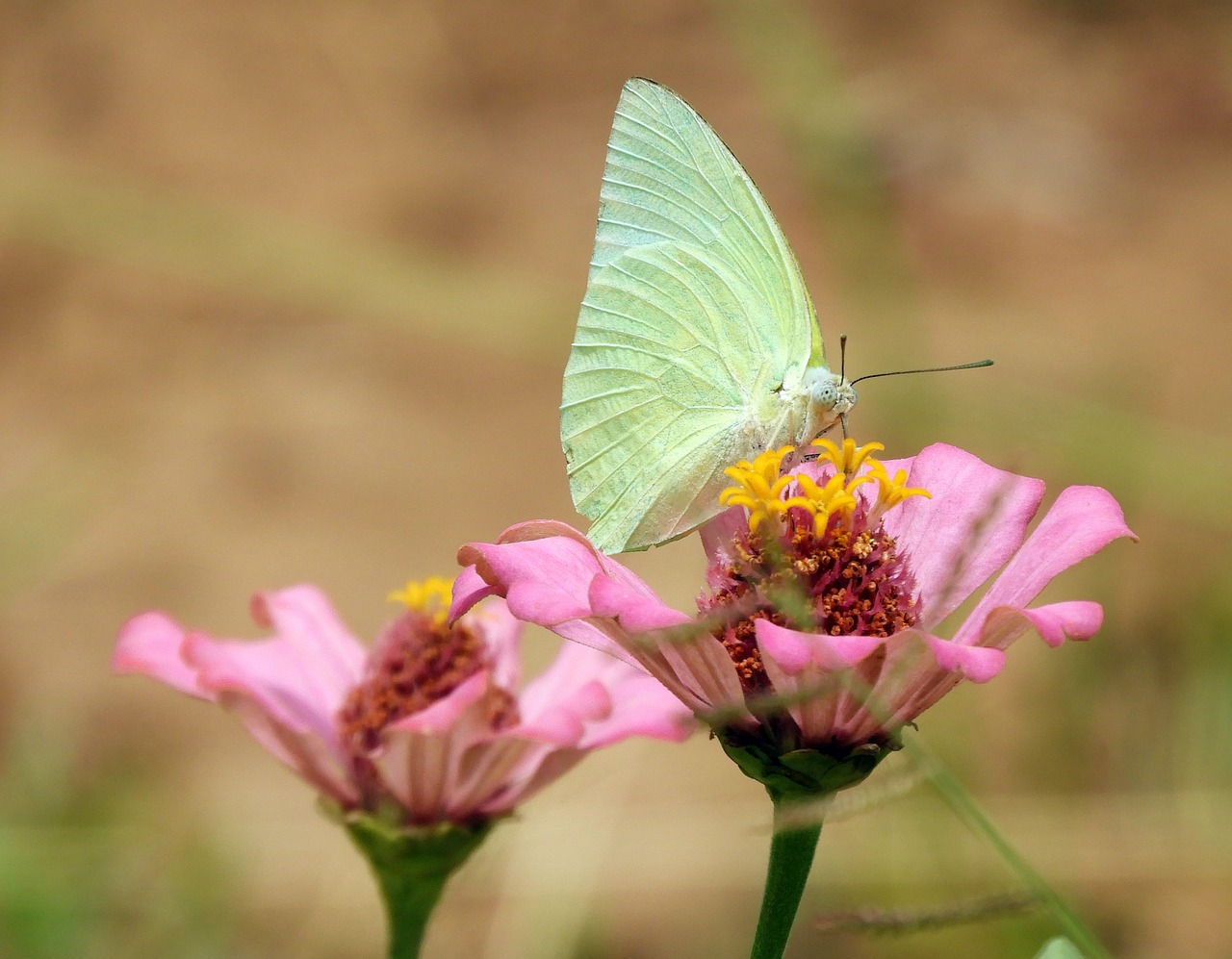 butterfly  wings  blossom free photo