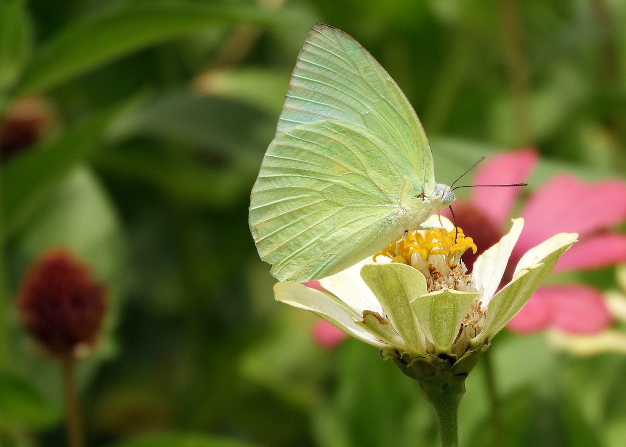 butterfly  green  nature free photo