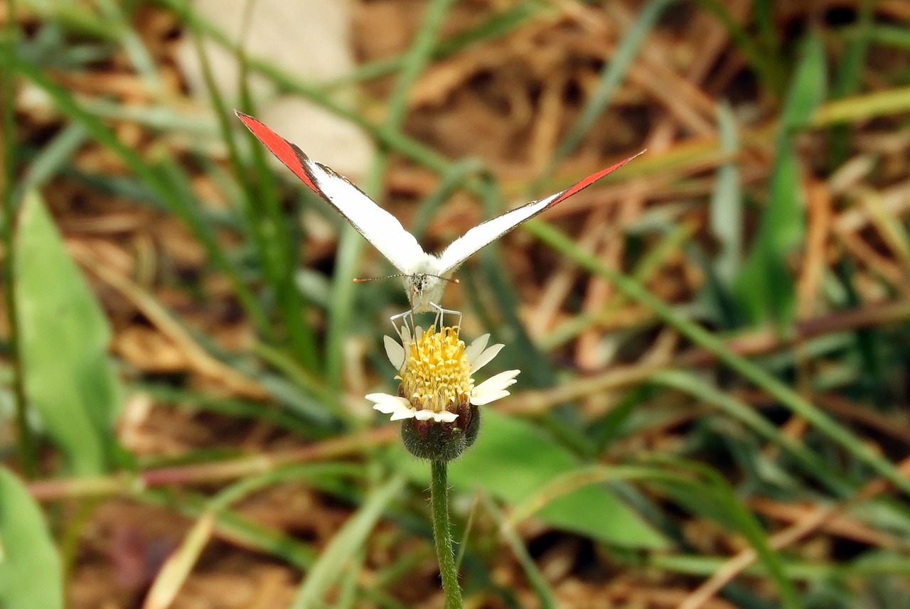 butterfly  insect  nature free photo