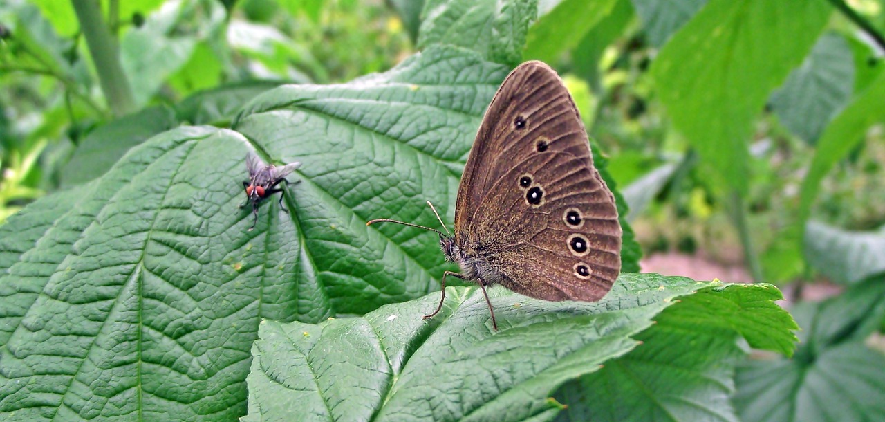 butterfly  insect  nature free photo