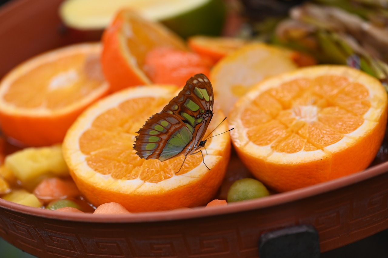 butterfly  zoo  rainforest free photo