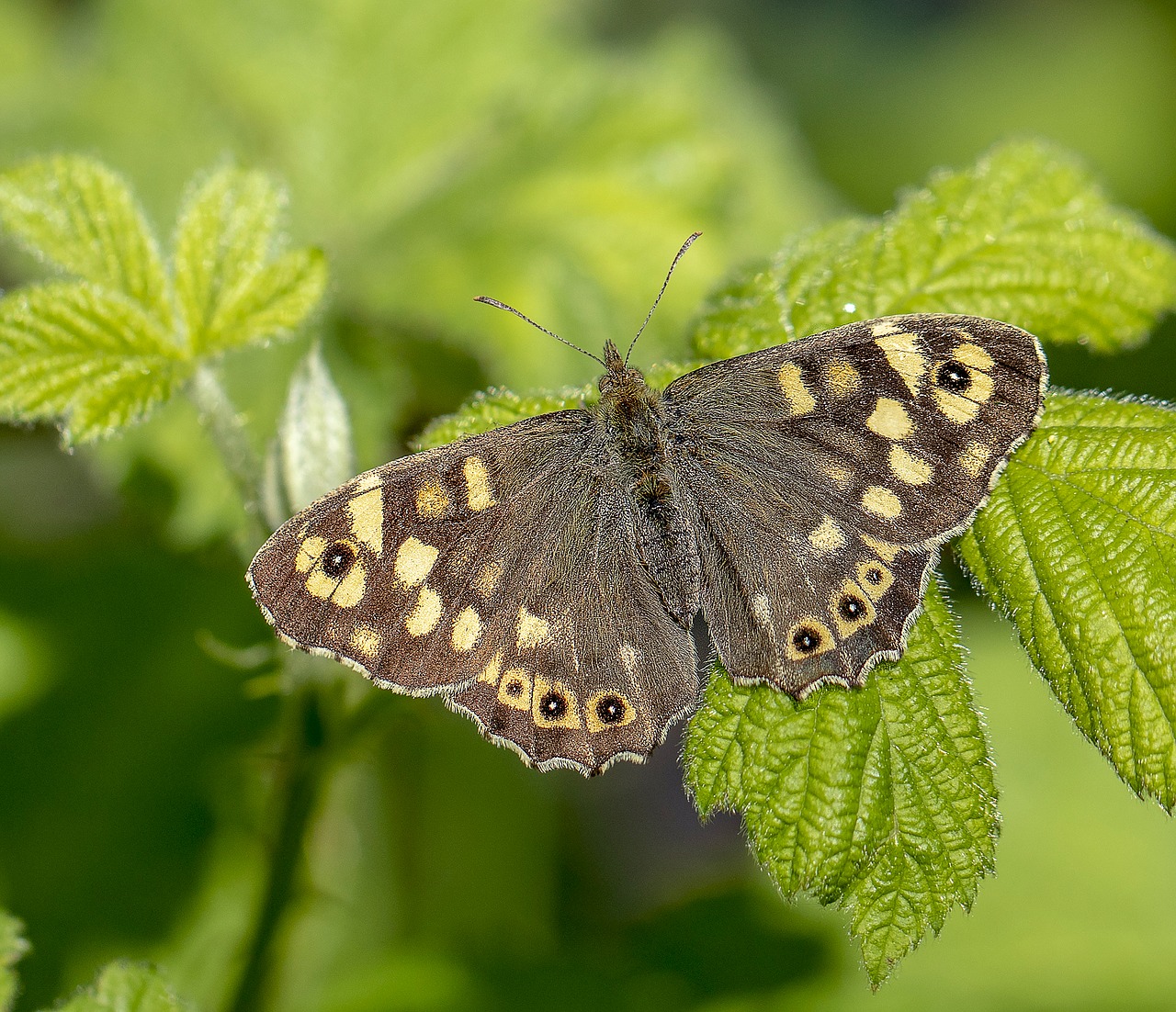 butterfly  speckled-wood  nature free photo
