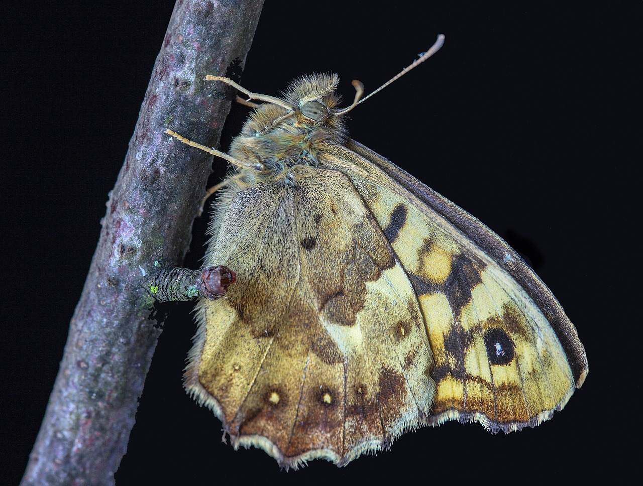 butterfly  speckled-wood  nature free photo