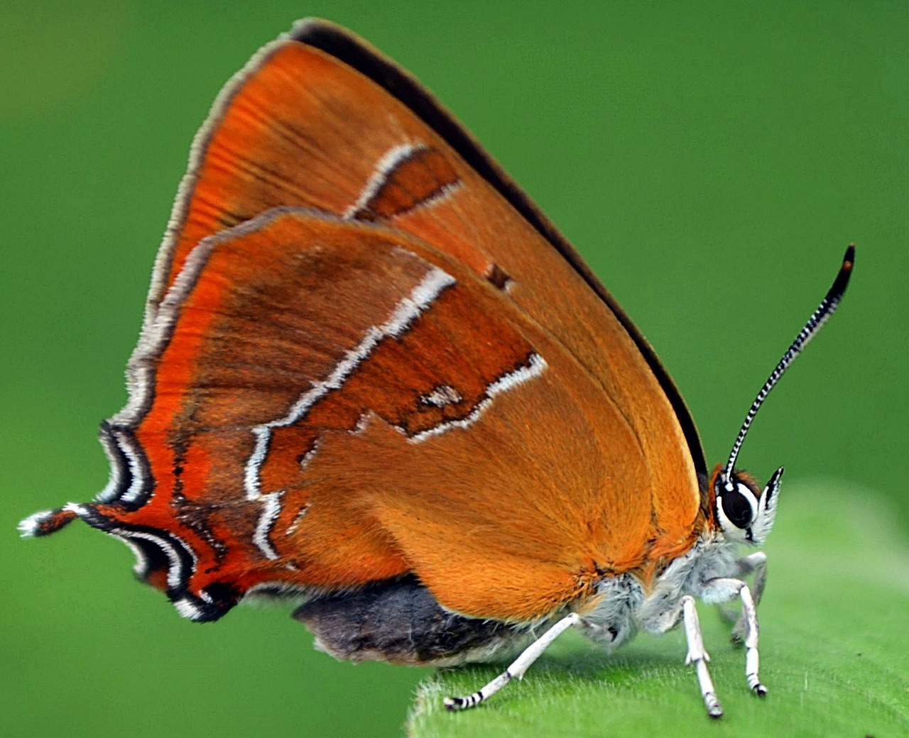 butterfly insect close free photo