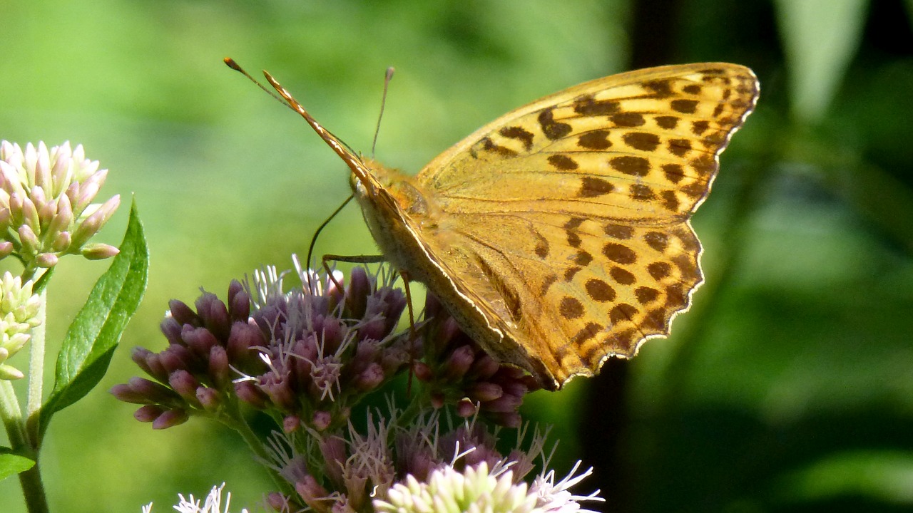 butterfly  flower  nature free photo