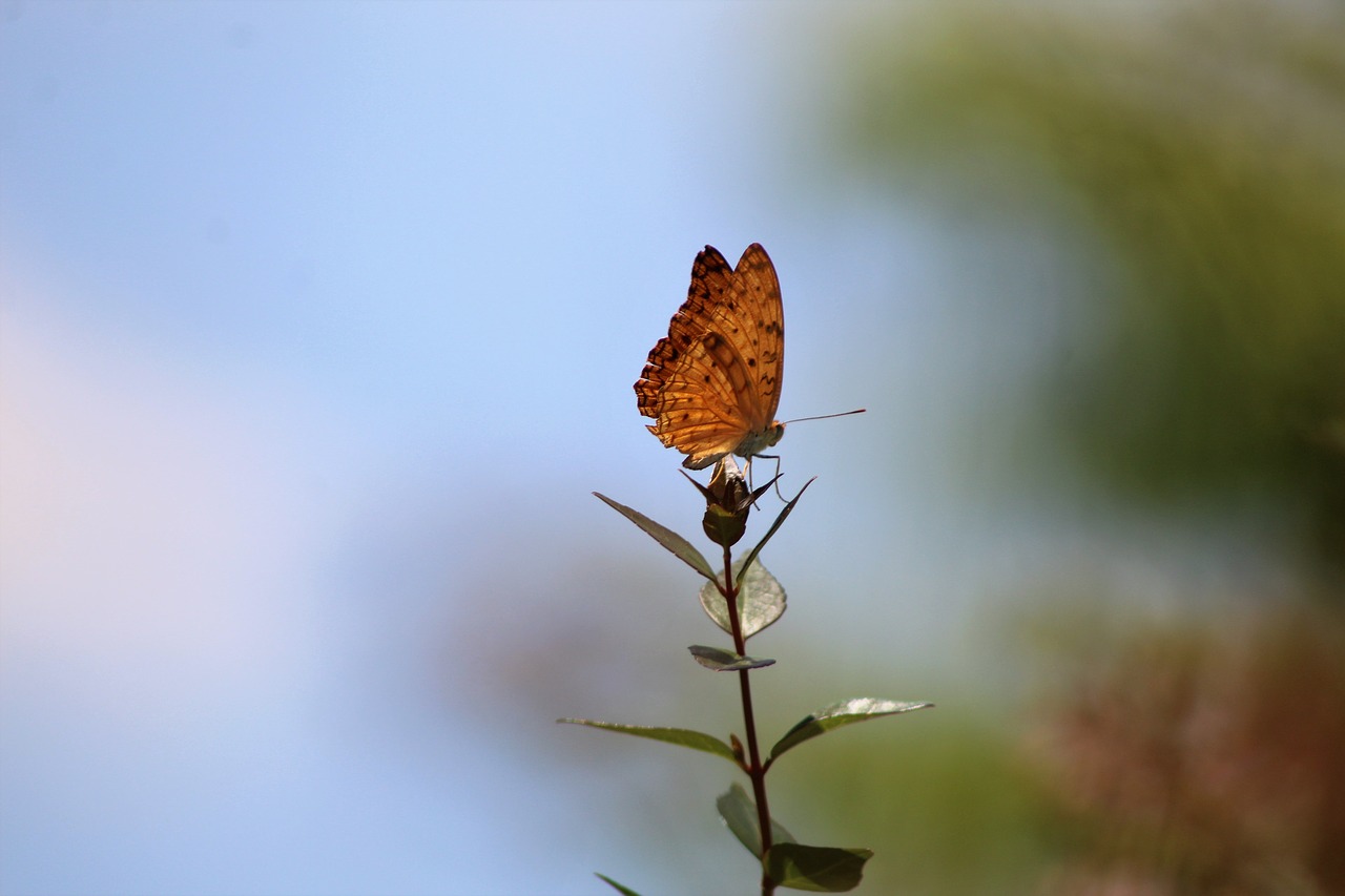 butterfly  nature  insects free photo