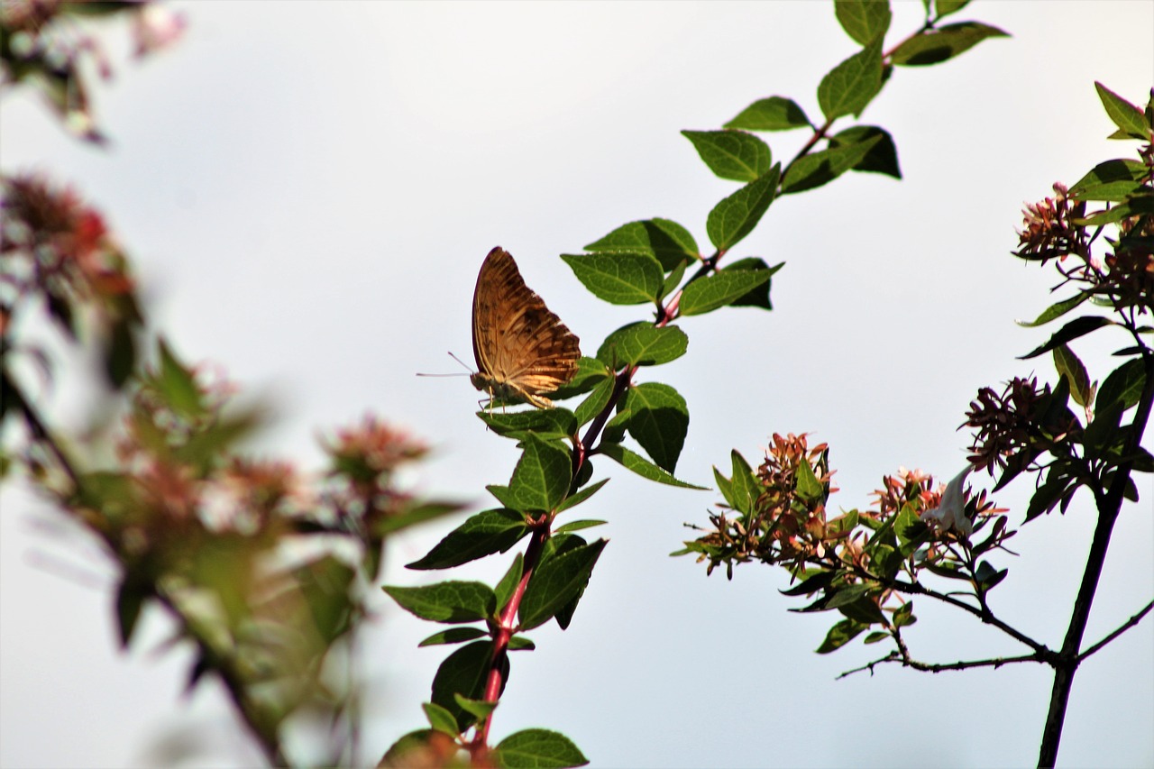 butterfly  nature  insect free photo