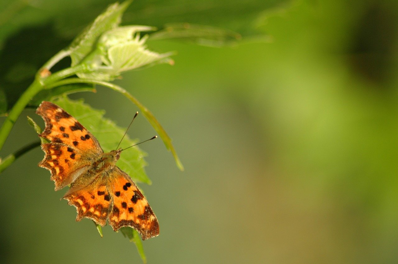 butterfly closeup green free photo