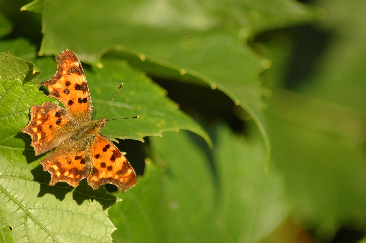 butterfly nature leaf free photo