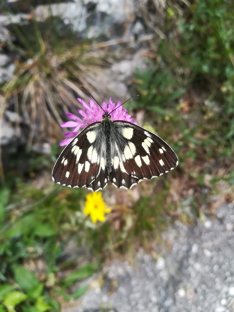 butterfly  nature  lepidoptera free photo