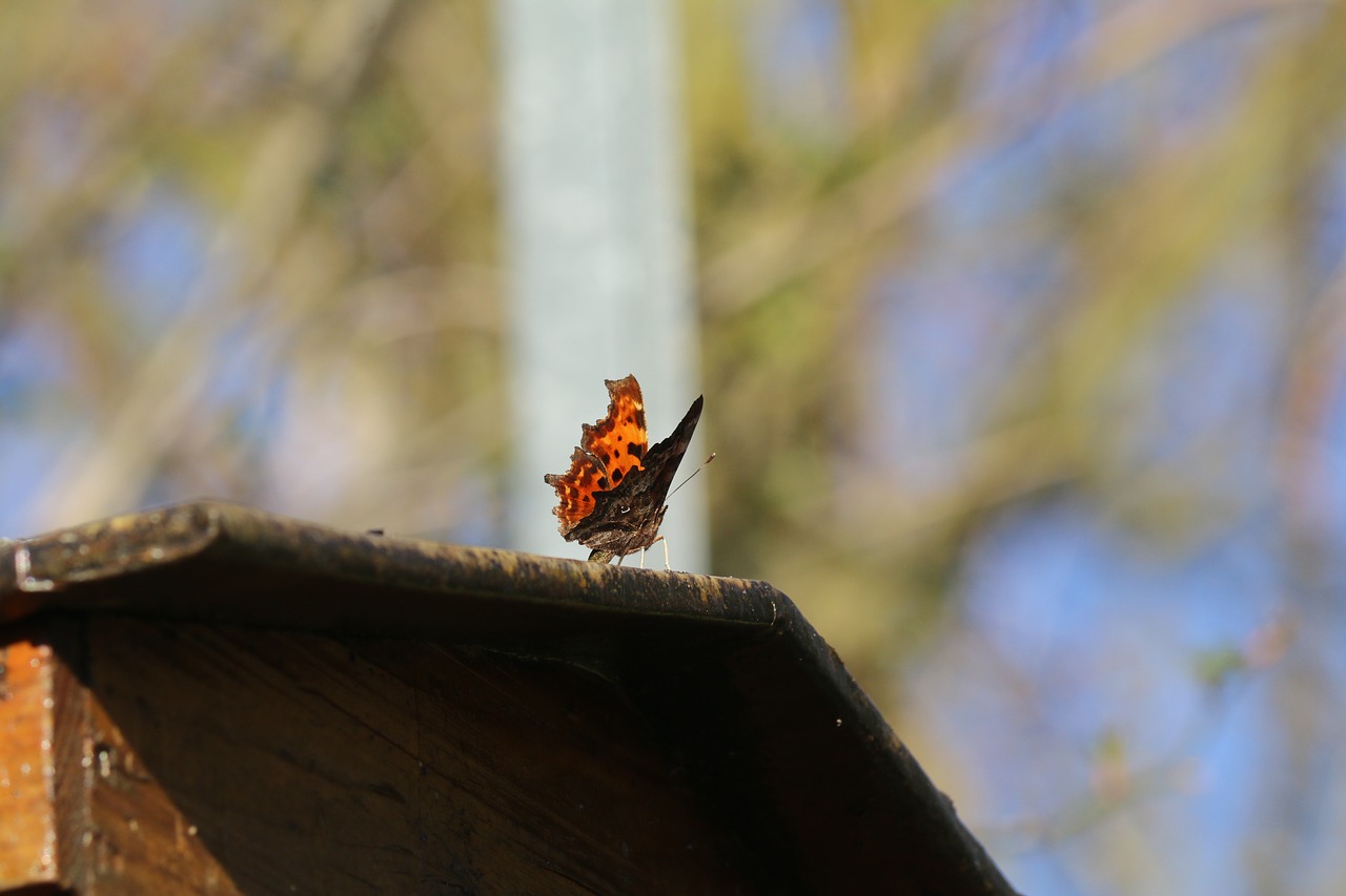 butterfly  insect  wing free photo