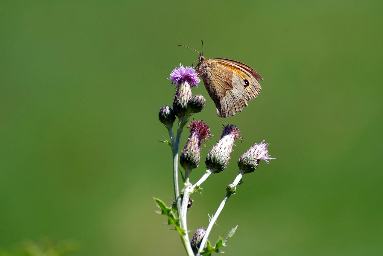 butterfly  thistle  insect free photo