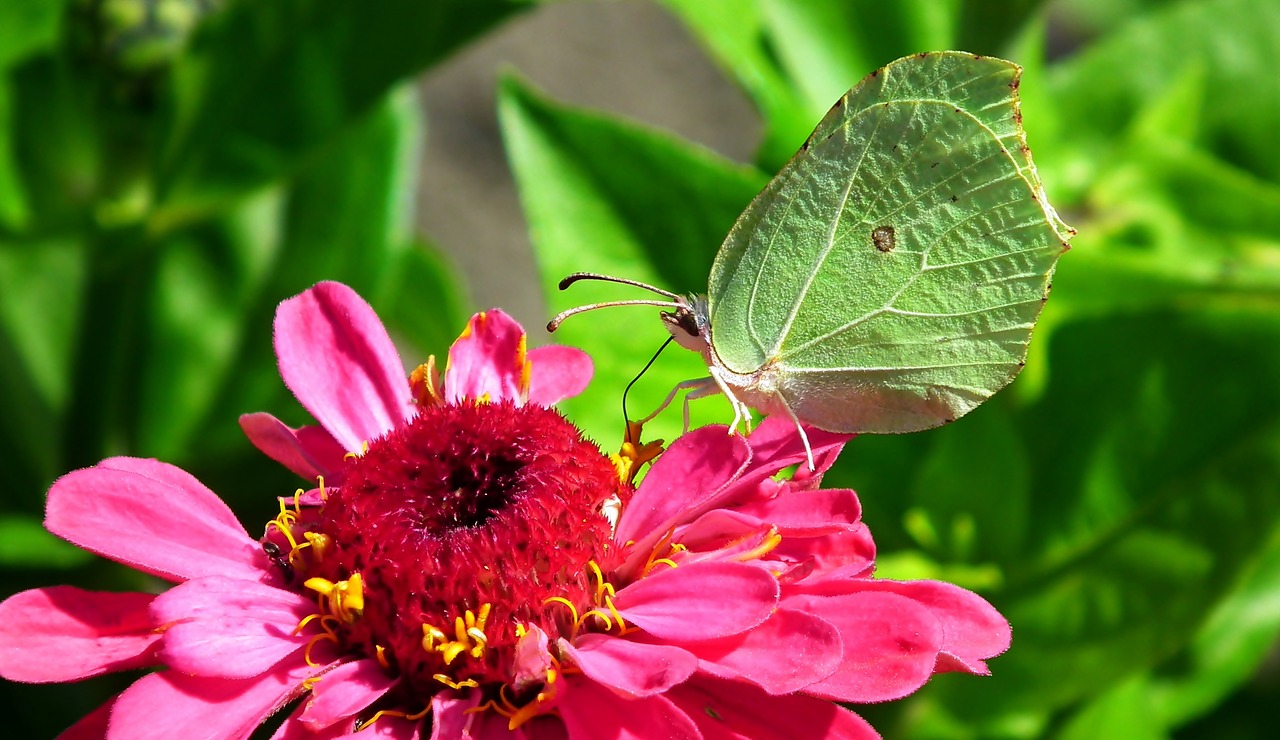 butterfly  insect  flower free photo