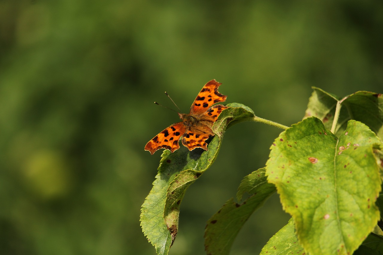 butterfly  comma  uk free photo