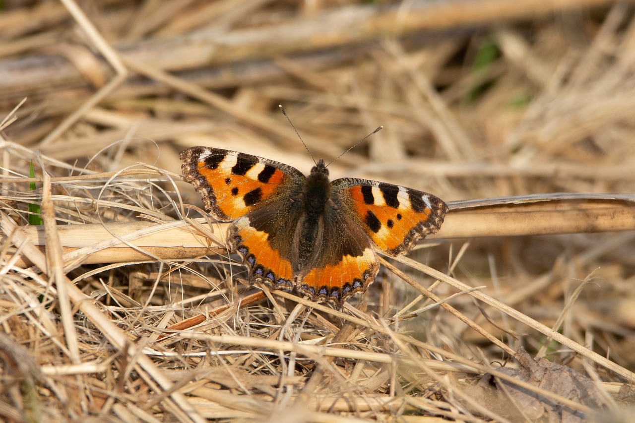 butterfly  nature  wings free photo