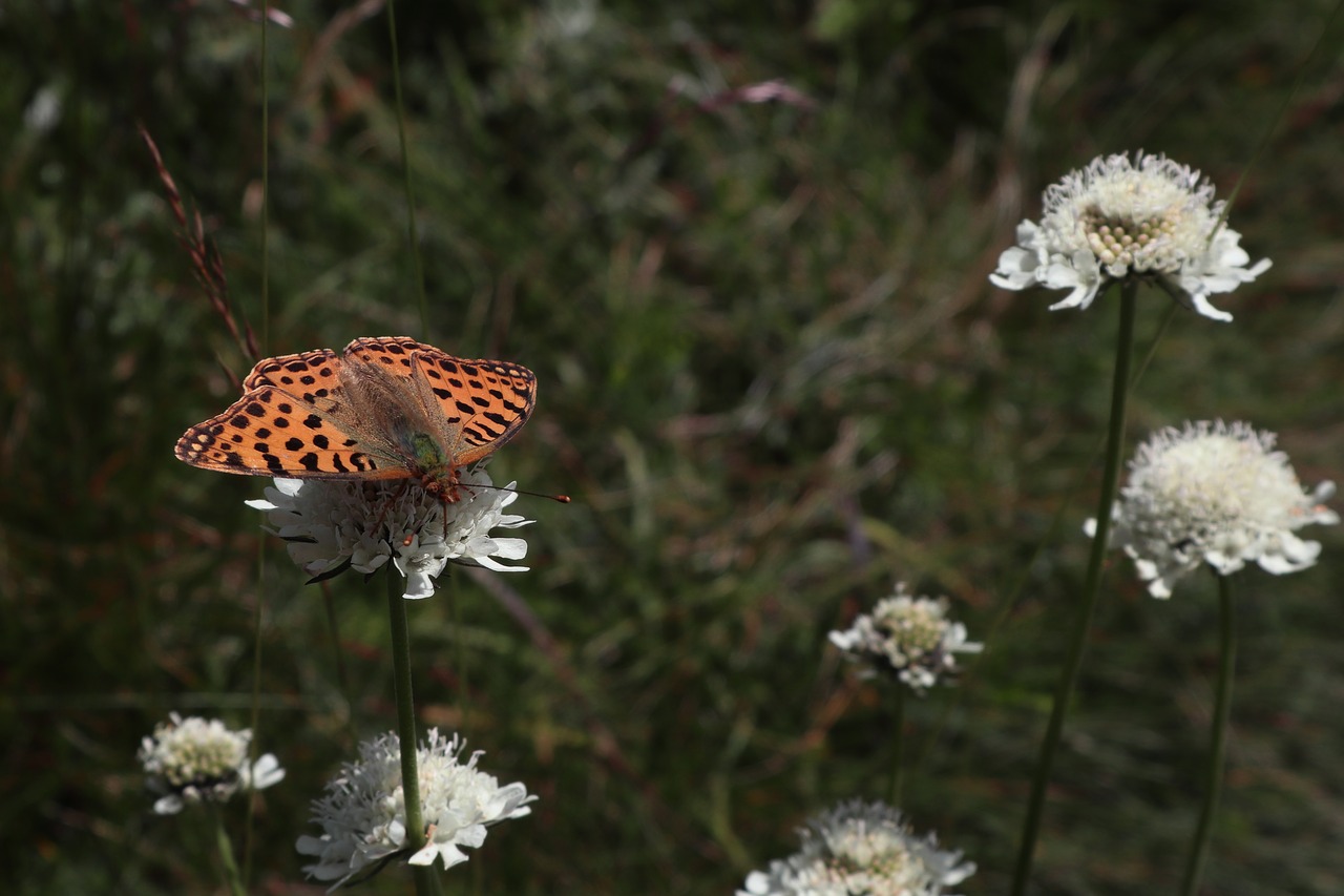 butterfly  meadow  nature free photo